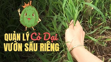 Thế Giới Cây Giống TV| Quản Lý Cỏ Dại Vườn Sầu Riêng