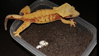 🥚 How I Incubate Crested Gecko Eggs | My Complete Incubation Setup & Process 🦎