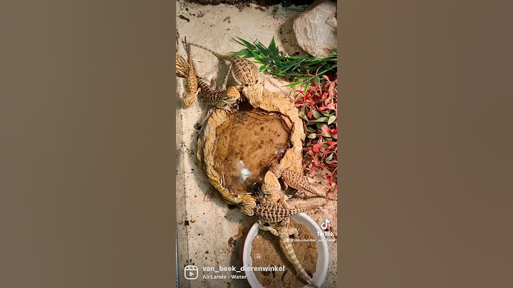 Pogona vitticeps Bearded dragons