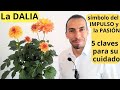 La DALIA, símbolo del IMPULSO y la PASIÓN ❤ 5 claves para su cuidado