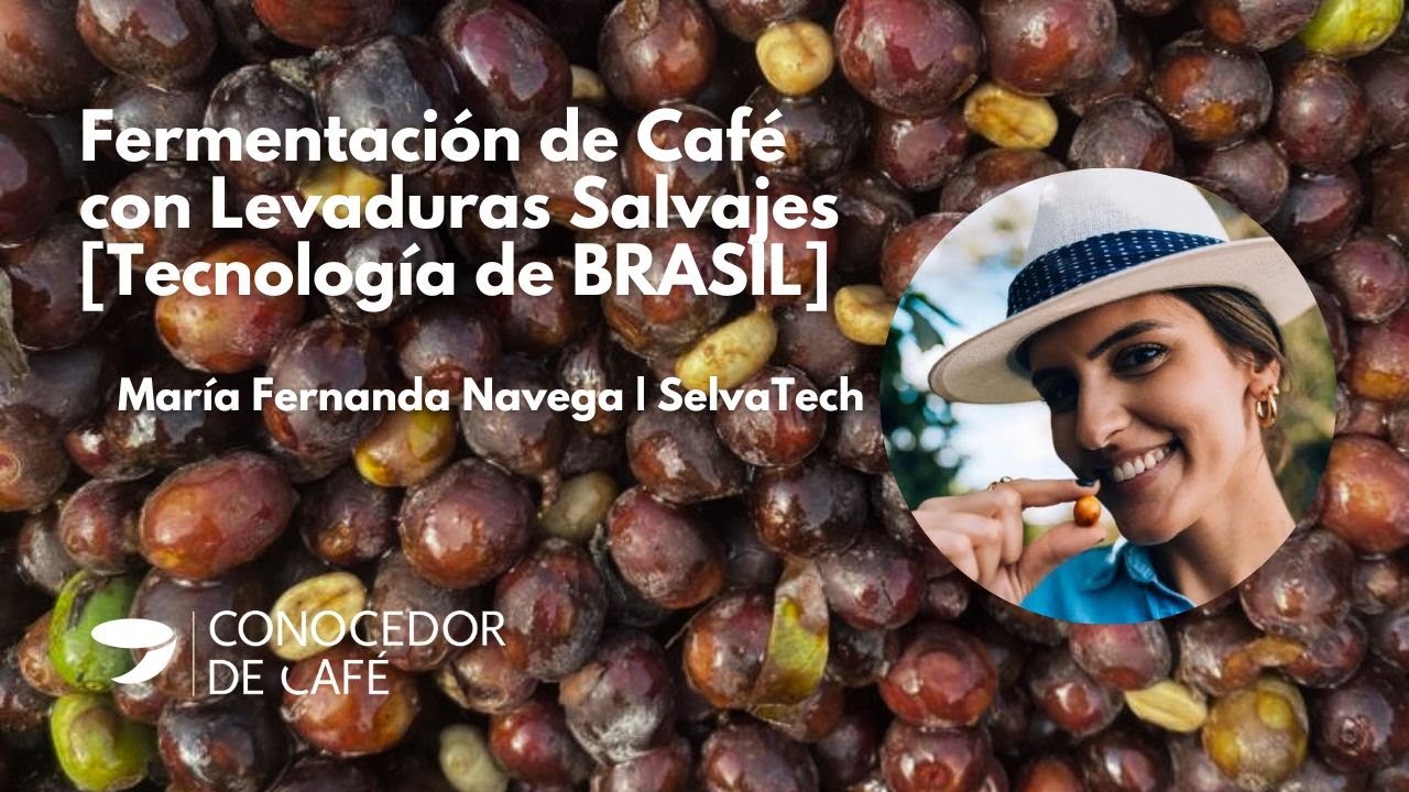 FERMENTACIÓN aeróbica de CAFÉ con LEVADURAS silvestres y tecnología de Brasil: María Fernanda Navega