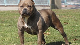 Breaking Your Pit Bull Terrier's Jumping Habit by Dog training Tips and Tricks 85 views 9 years ago 3 minutes, 51 seconds