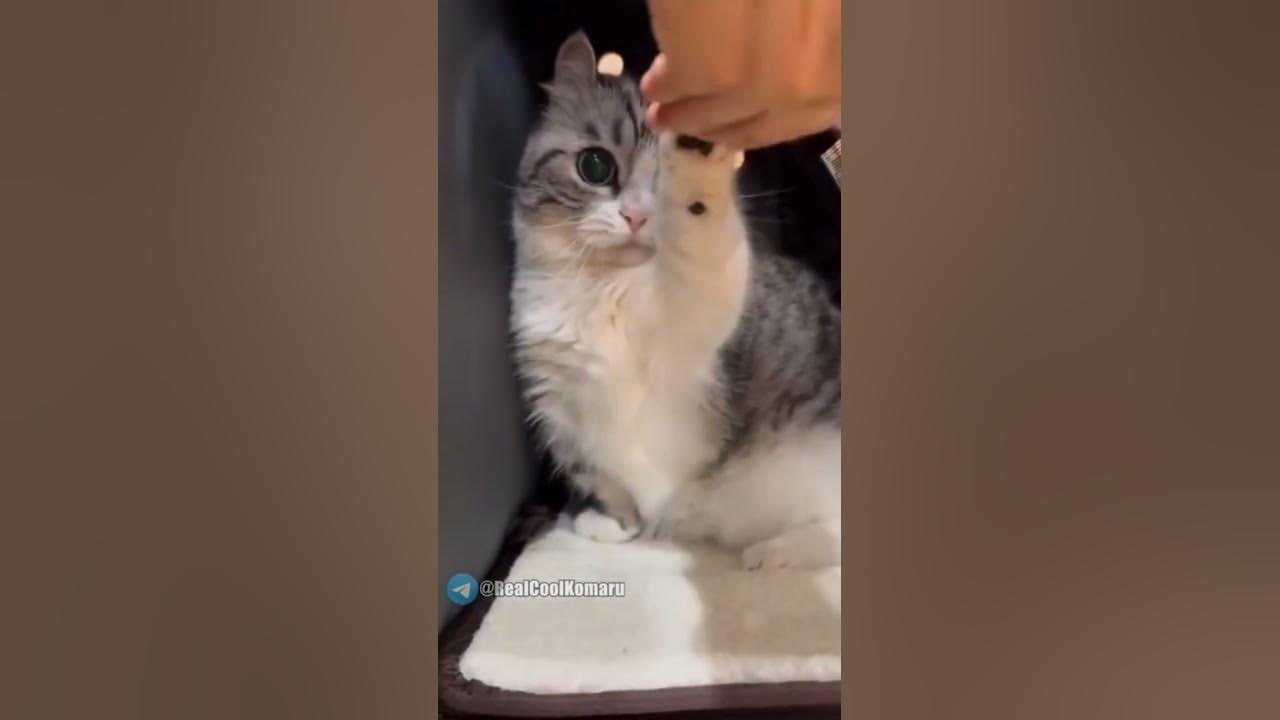 новые видео каждый день, подписывайся #комару #komaru #кошка #милота # ...