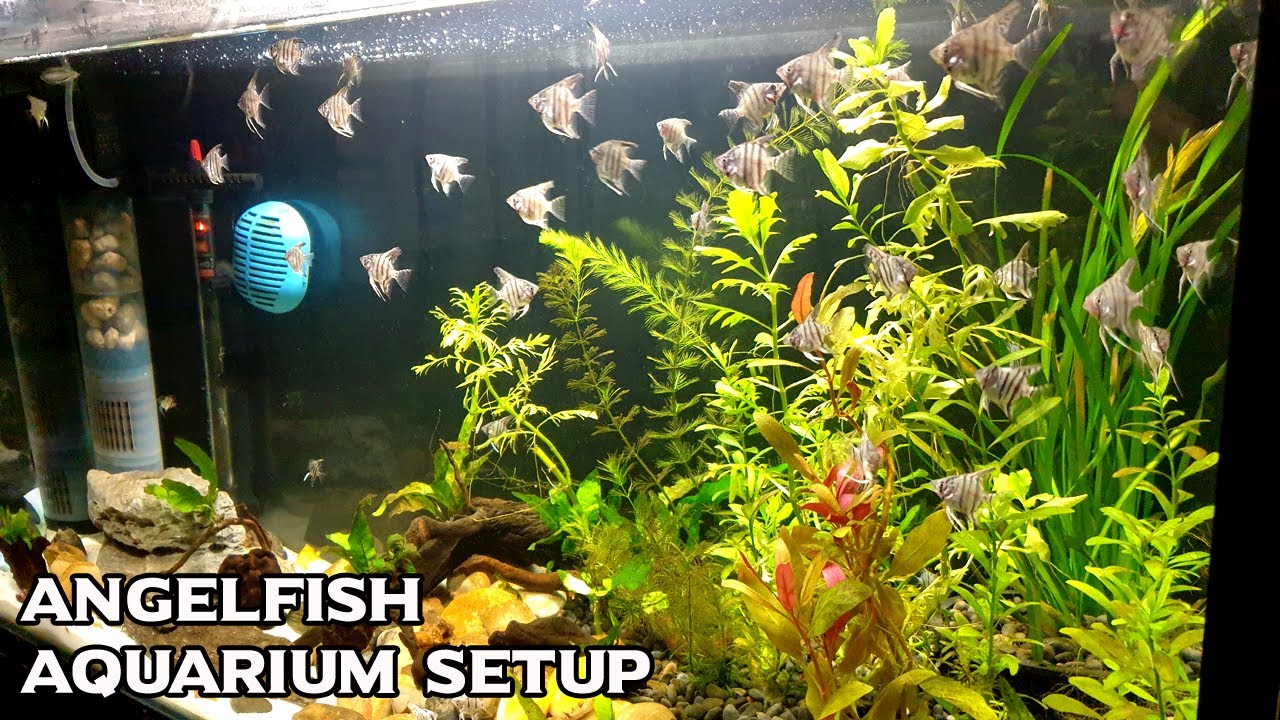 Build a Planted Aquarium For Angelfish YouTube