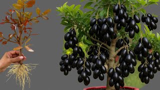 ,,How to propagate Java Plum tree cutting Faster With Aloe Vera best Idea propagating java Plum tree