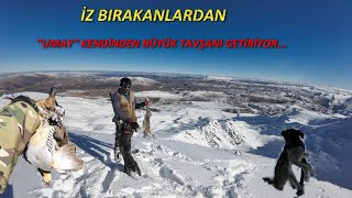 Tavşan Ve Kekli̇k Avi. Kurzhaar Farkiyla Aksi̇yon Dolu Bi̇r Av.6 Охота На Кролика صيد الأرانب