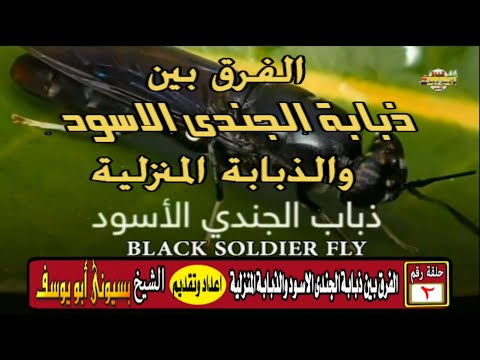 حلقة رقم 2 الفرق بين ذبابة الجندى الاسود والذبابة المنزلية