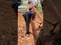 making a longboat rudder, using a large axe #BOOMchallenge #makealongboat #communitysupport