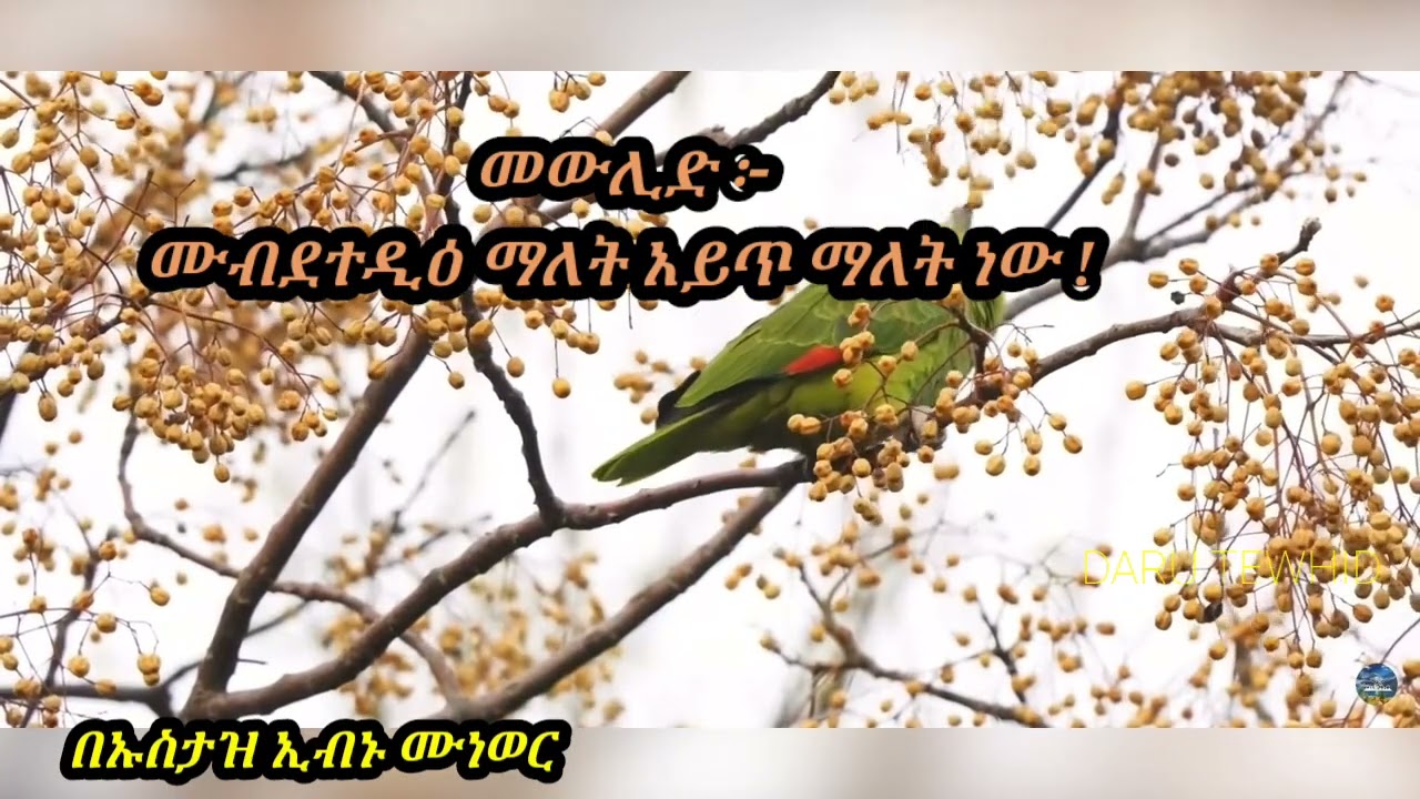 የመውሊድ ማምታቻ  ሹብሀዎች ፣ ሙብተዲዕ ማለት አይጥ ማለት  ነዉ !🎙በኡስታዝ ኢብኑ ሙነወር ሓፊዘሁላህ