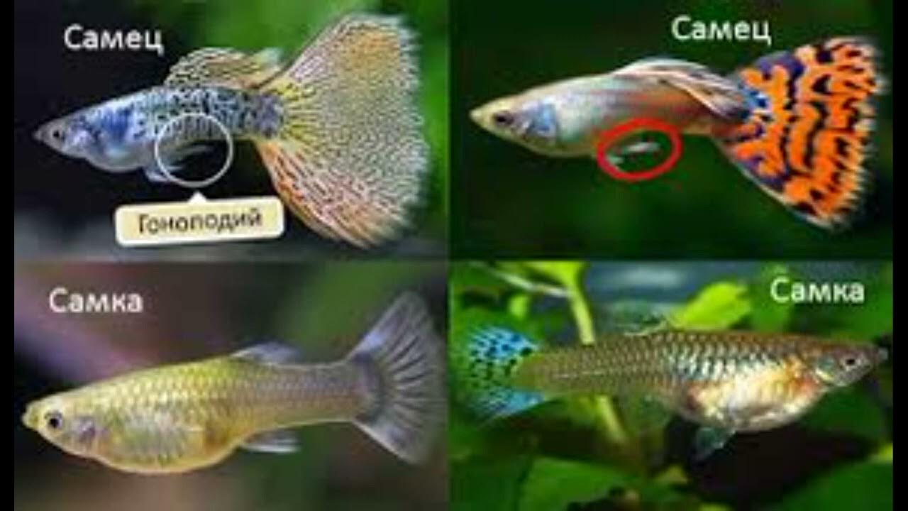 Как отличить самку. Мальки гуппи самцы. Гуппи самка и самец отличия. Гуппи самец и самка. Гуппи аквариумные рыбки самец и самка.