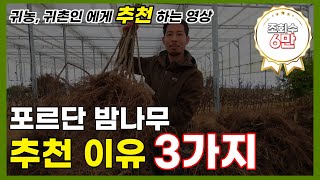 신품종 포르단 밤나무를 추천하는 3가지 이유(귀농,귀촌,귀농 작물,귀농 작물 추천)