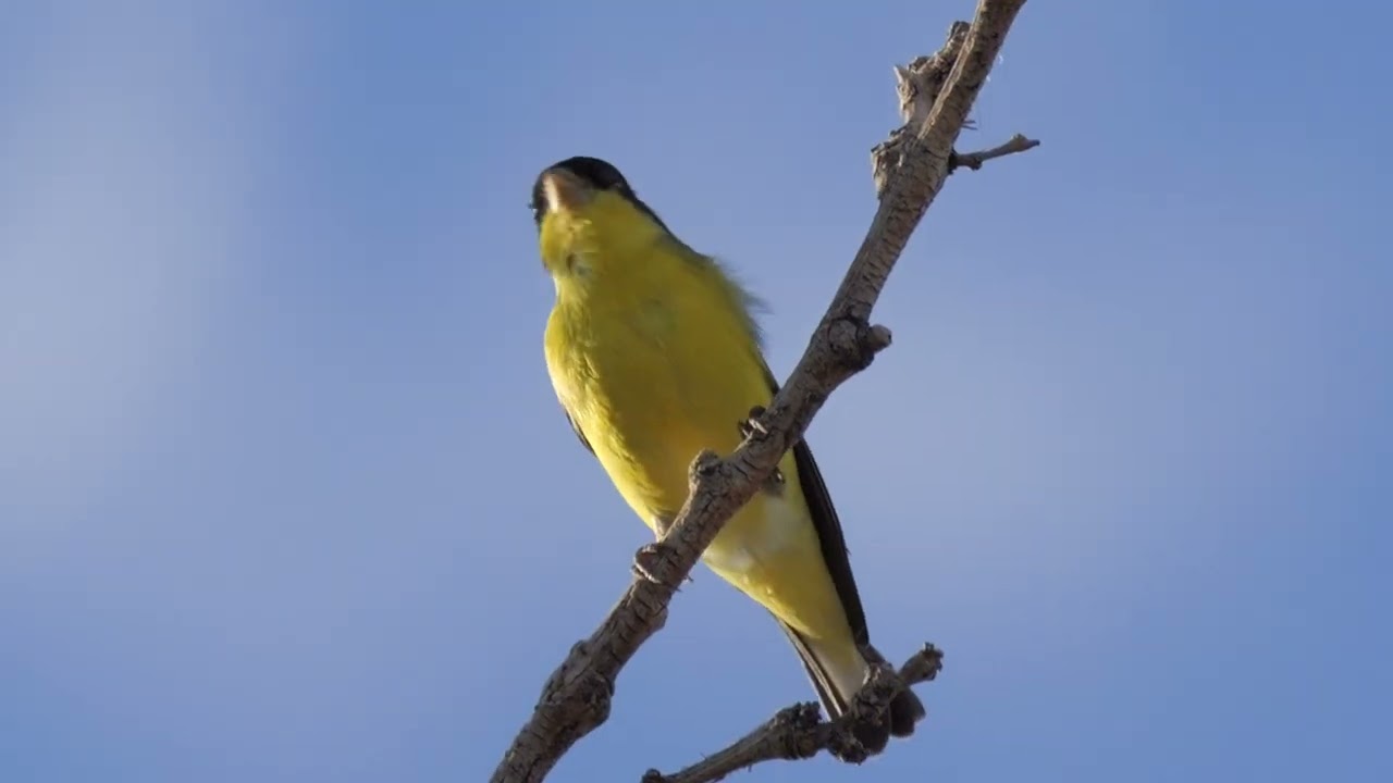 Lesser Goldfinch