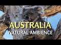 AUSTRALIE - Magnifique musique naturelle, ambiance des Forêts de Capertee Valley