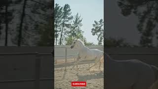 Wow Animals, Best Animals Videos,