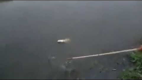 Cá khủng hồ dịch vụ mới khai trương tại Vĩnh Long