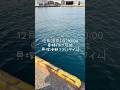 12/28 青イソメつけて飛ばせば太サバつれる！【貝塚港朝リアルタイム】 fishingmax二色の浜店