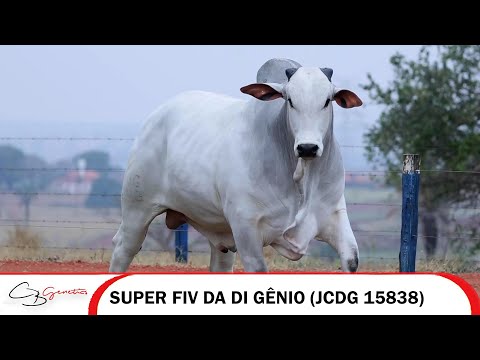 SUPER FIV DA DI GÊNIO JCDG 15838