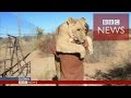 【BBC】 ライオンが大好きな人に跳びつき抱きつき挨拶