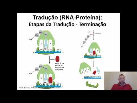 Vídeo: O mRNA pode ser traduzido mais de uma vez?