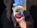 Very cute kitty, wow. Beautiful #viral #satisfying satisfying new video