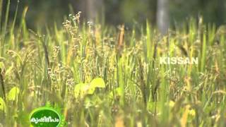 Upland paddy cultivation undertaken by Krishi Bhavan, Bharanikavu, Alleppey