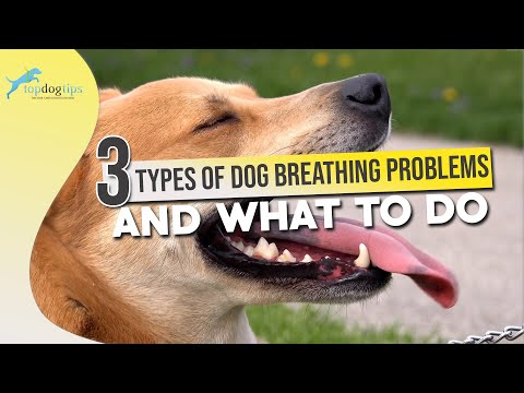 ვიდეო: რატომ სუნთქავს ძაღლი ხშირად?