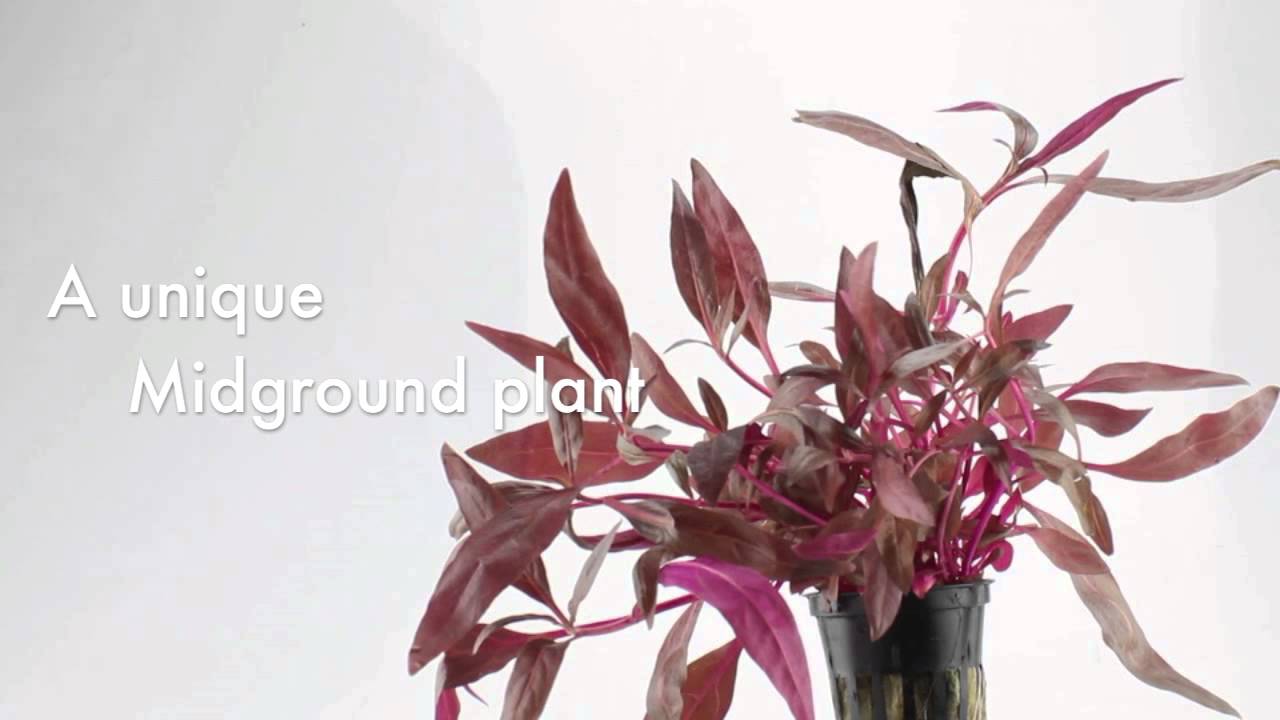 how to propagate alternanthera