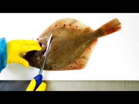 Video: Seeflunder: Beschreibung, Lebensräume, Laich- und Fangmethoden