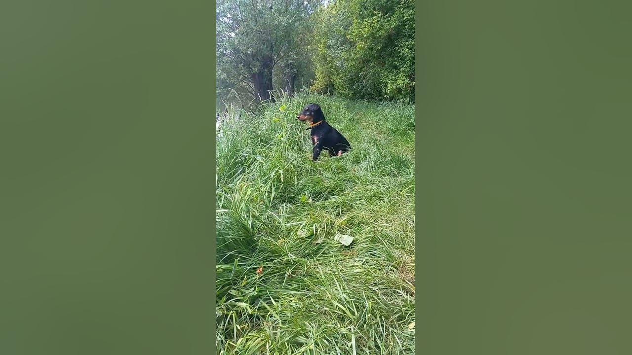 #ягдтер'єр#сезонкупаннявідкрито - YouTube