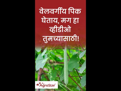 वेलवर्गीय पिकांच्या जोमदार वाढीसाठी!  - वेलवर्गीय पिकांच्या जोमदार वाढीसाठी! 