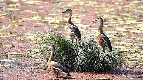 Amazing Birds @ Sandy Camp Road Wetlands, Lytton, ...