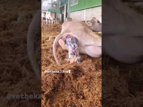 ولاده بقره براون
