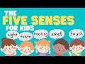 Human and Animal Senses