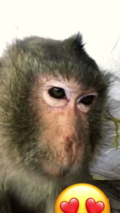#shelooks #cute #and #smart #monkey 😍