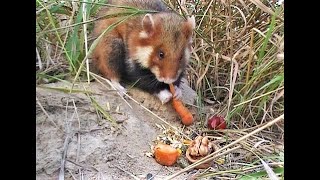 Wild hamster in a field/ Дикий хомяк в поле