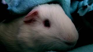 Patrick's very soft nose screenshot 5