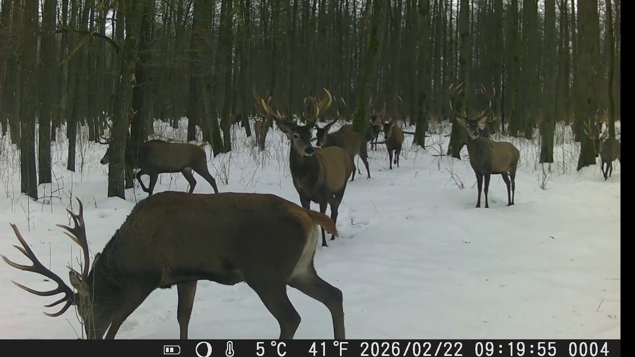 NIESAMOWITE NAGRANIE!! PIĘKNE BYKI JELENIA PONAD 30 SZTUK 2026