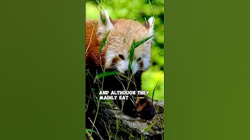 The Truth Behind Red Pandas #shorts
