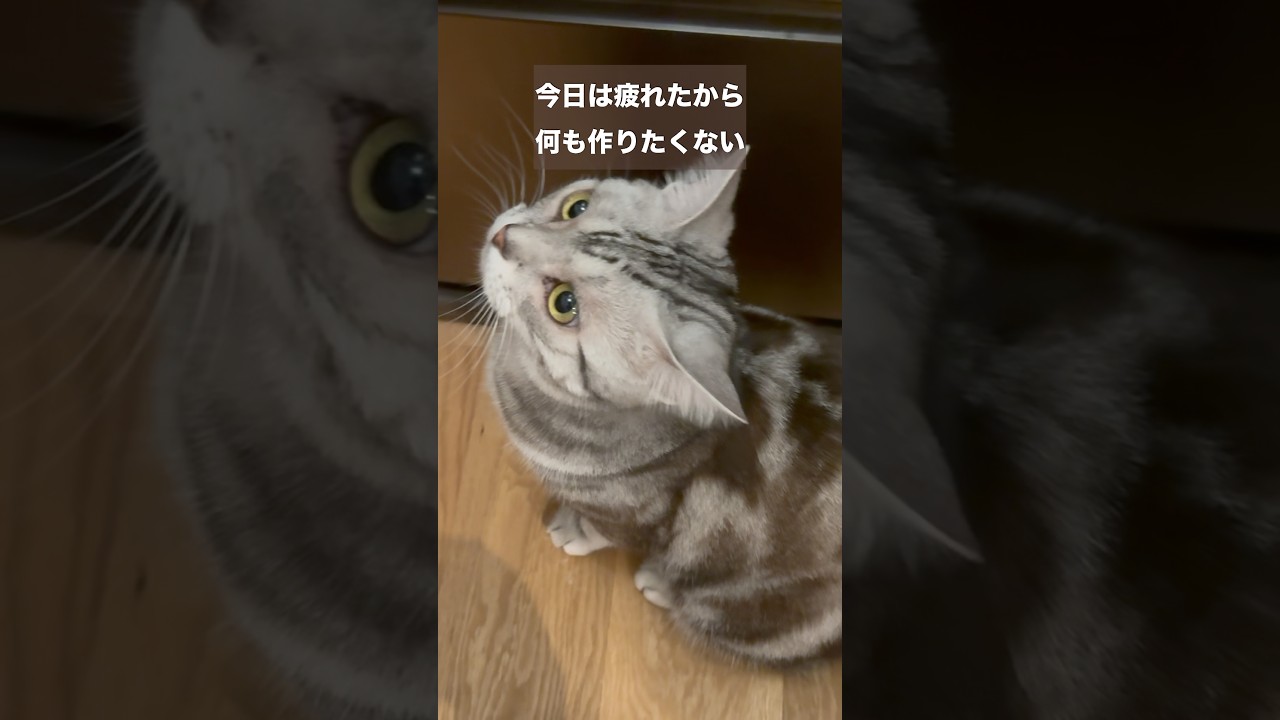 何も作りたくない時は骨取り鯖があると助っちゃう🐟🐱#楽天 #楽天スーパーsale