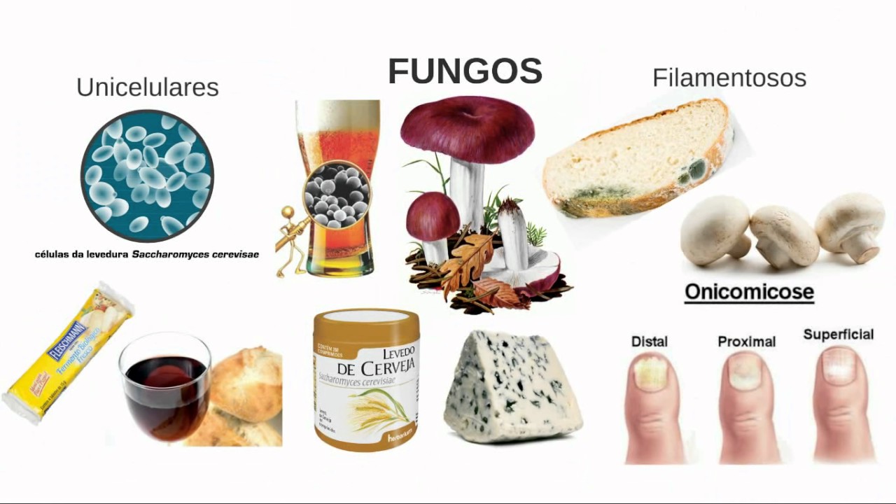 Todos Os Fungos Podem Ser Ingeridos Com Segurança - FDPLEARN