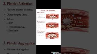 Platelet Plug Formation
