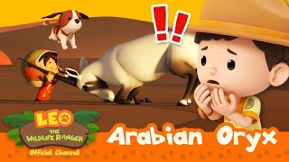 It's a UNICORN... with TWO HORNS?! | Arabian Oryx | Leo the Wildlife Ranger | #compilation