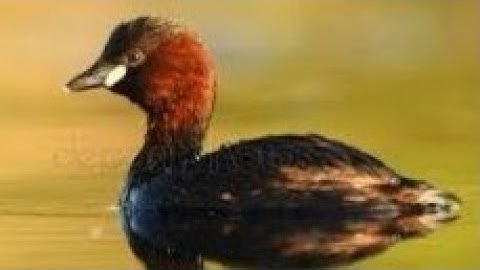 COOT PREDATES LITTLE GREBE NEST - They Bravely Fight Back