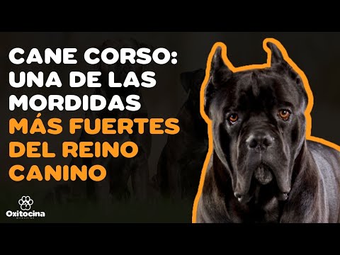 Video: Los mejores nombres de perros romanos para mi Cane Corso