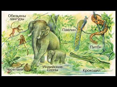 Окружающий мир 1 класс, тема урока "Где живут слоны?", с.14-15, Школа России.