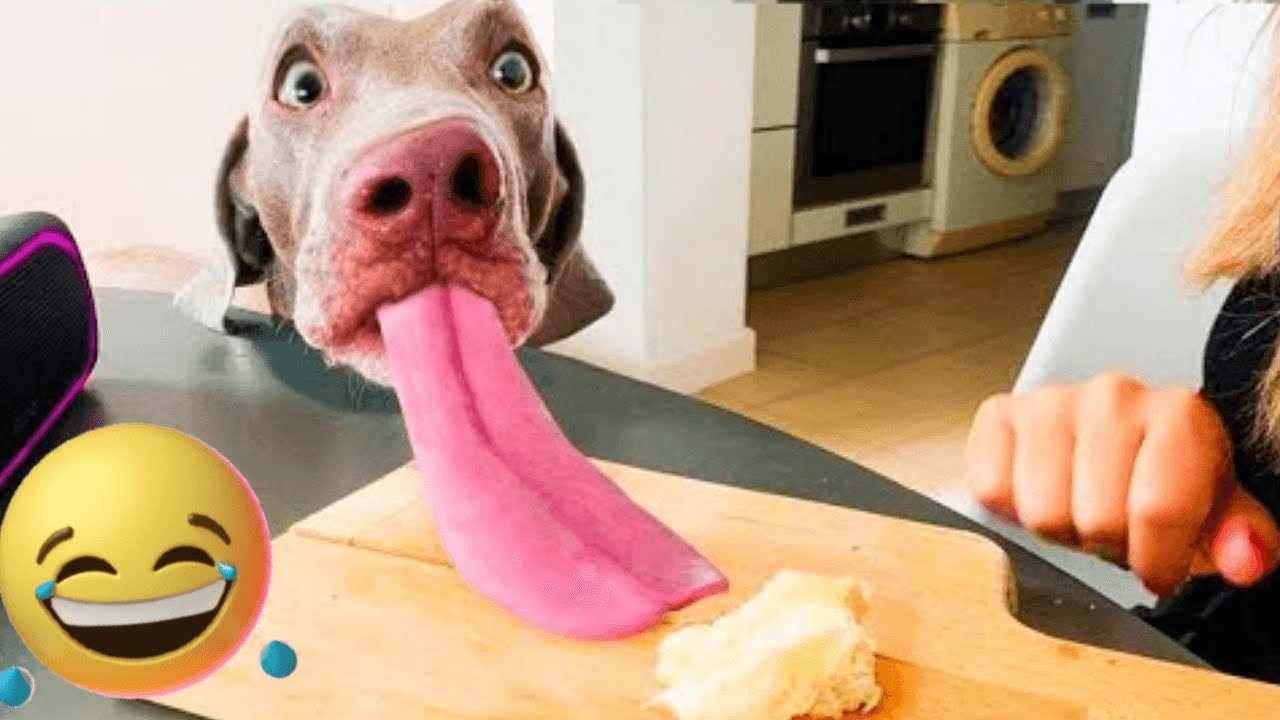 Dog With The Longest Tongue - Funny Dogs Video Compilation l SG Funny Animals