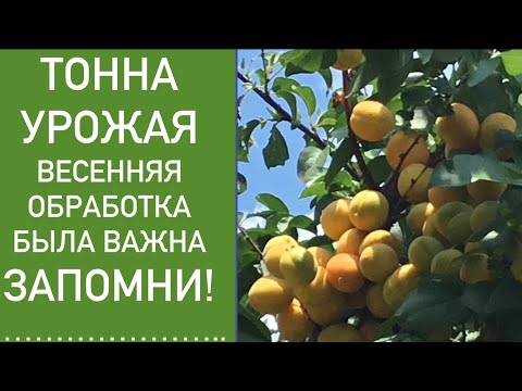 Вопрос: Как узнать, появилась ли завязь плодов на абрикосовом дереве?