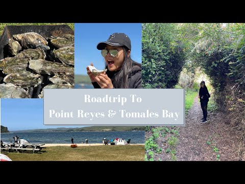 Vídeo: Tomales Bay i Point Reyes Road Trip