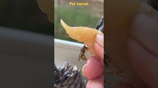 Carnivorous pet hornets