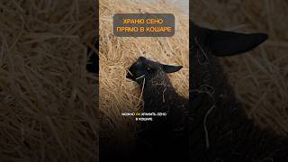 Сено в кошаре — ошибка или удобство? Проверяю миф и делюсь опытом хранения.